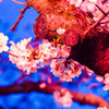 酒津公園の夜桜４
