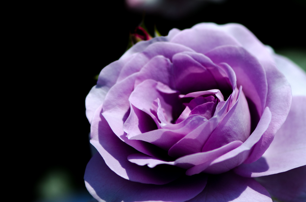 紫薔薇