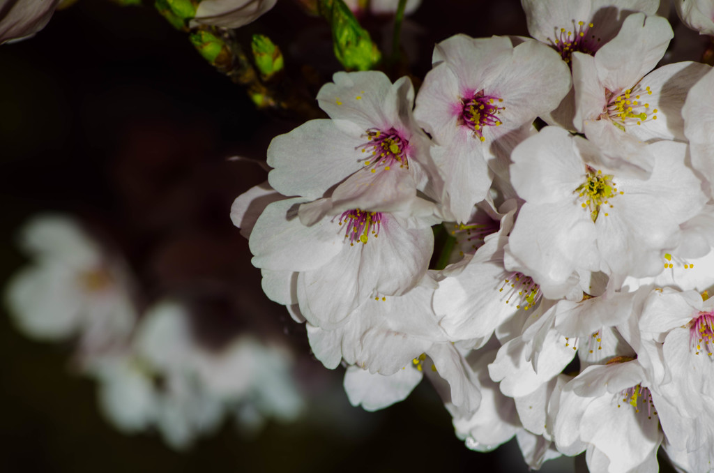 酒津公園の夜桜５
