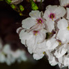 酒津公園の夜桜５