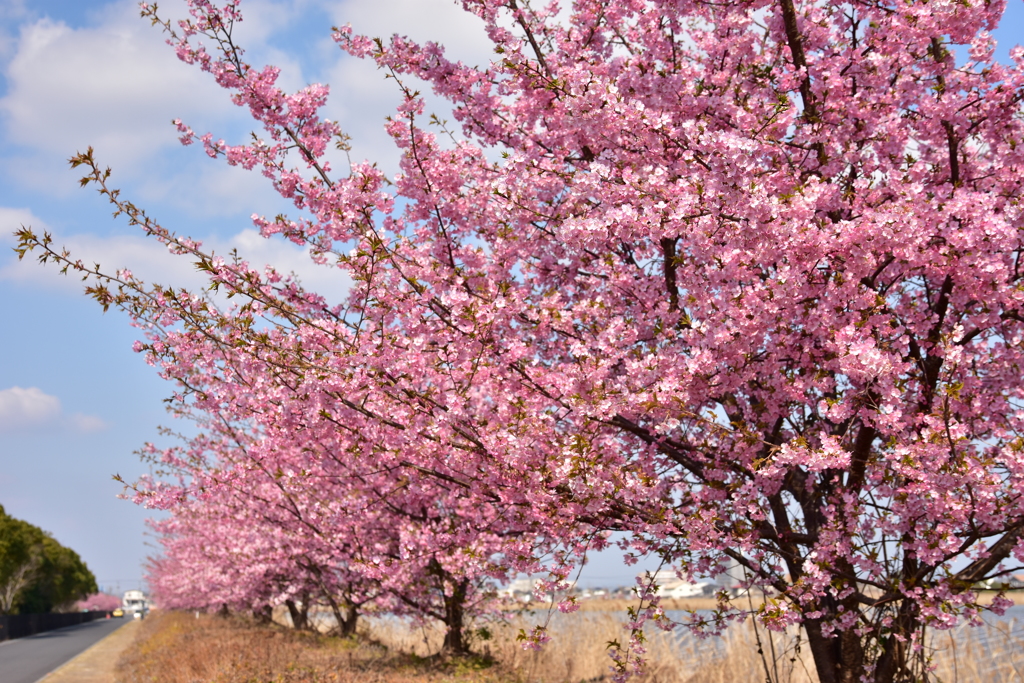 河津桜4