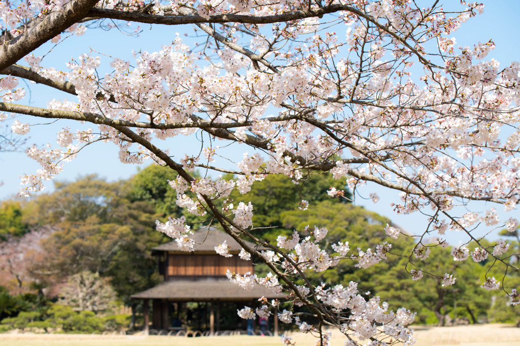 後楽園の桜1