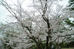 倉敷酒津公園４