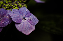 紫陽花⑤