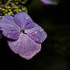 紫陽花⑤