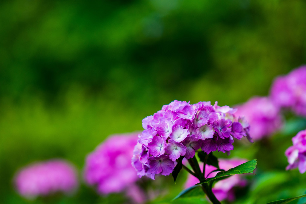 紫陽花