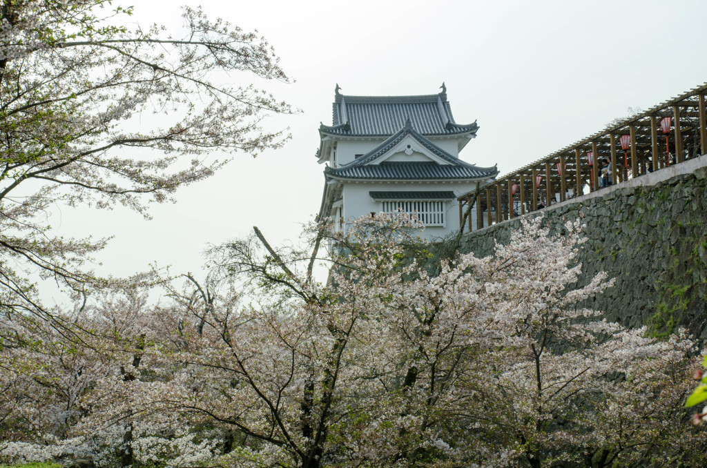 鶴山公園３