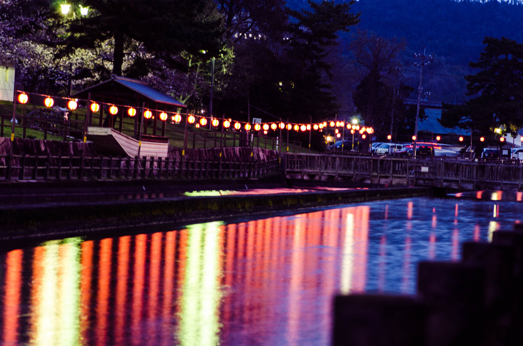 酒津公園の夜桜１