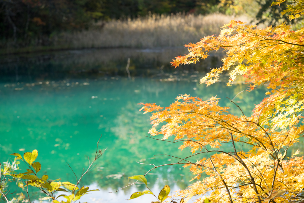 五色沼の紅葉[北塩原村]