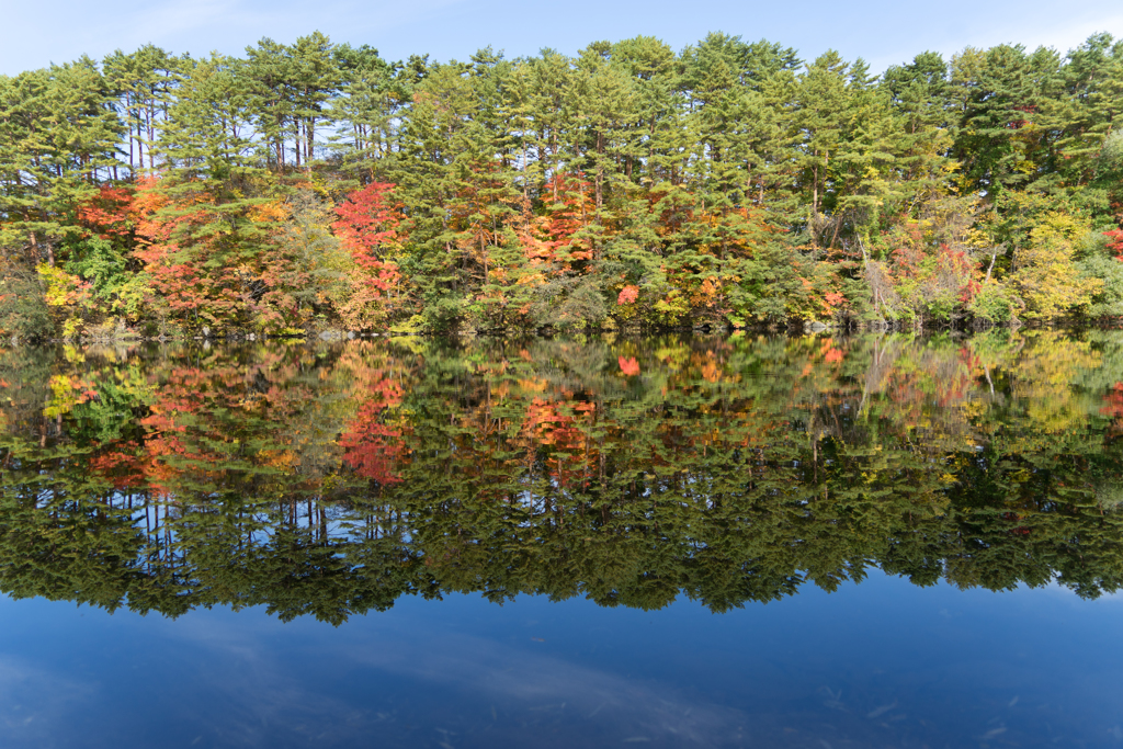 五色沼の紅葉[北塩原村]