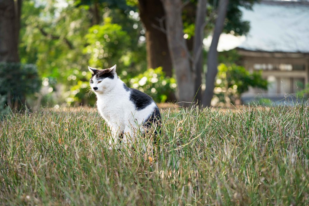 上野公園ねこ[台東区]