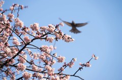 上野公園の枝垂桜[台東区]