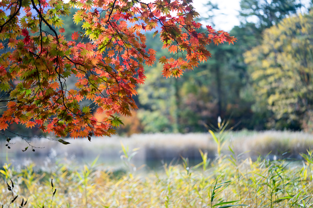 五色沼の紅葉[北塩原村]