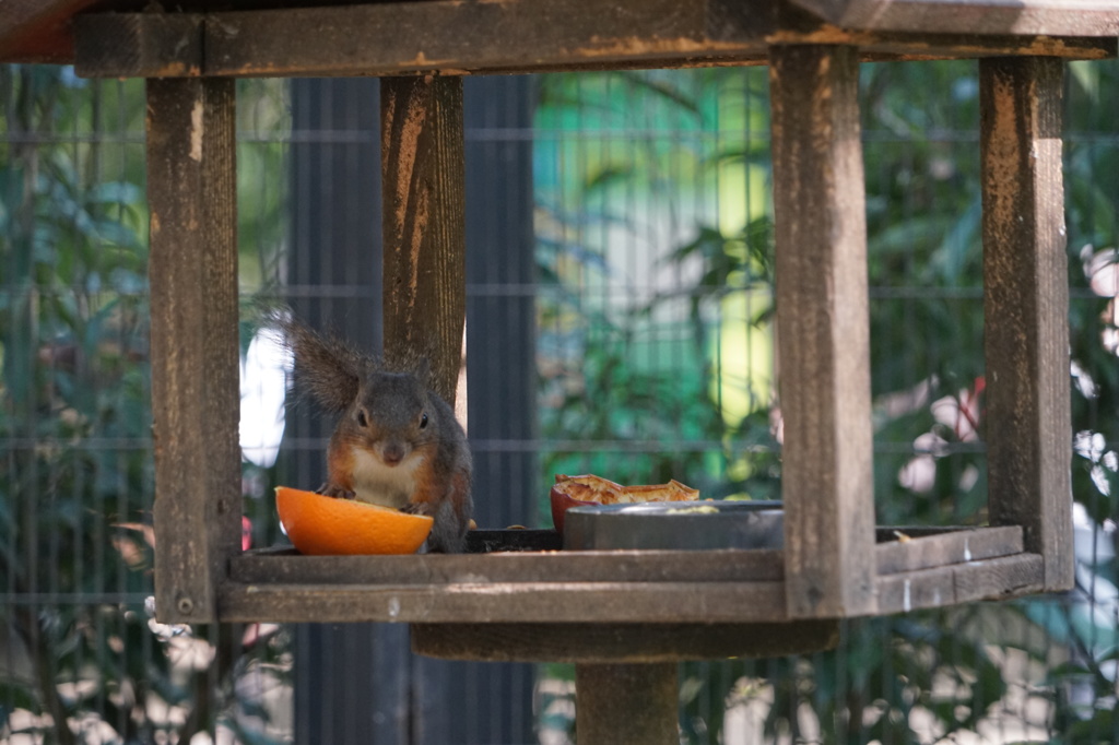 井の頭動物園のリス[武蔵野市]