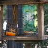 井の頭動物園のリス[武蔵野市]