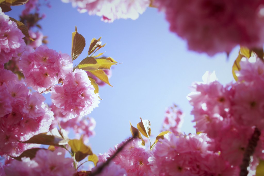 我が家の八重桜