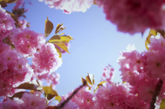 我が家の八重桜