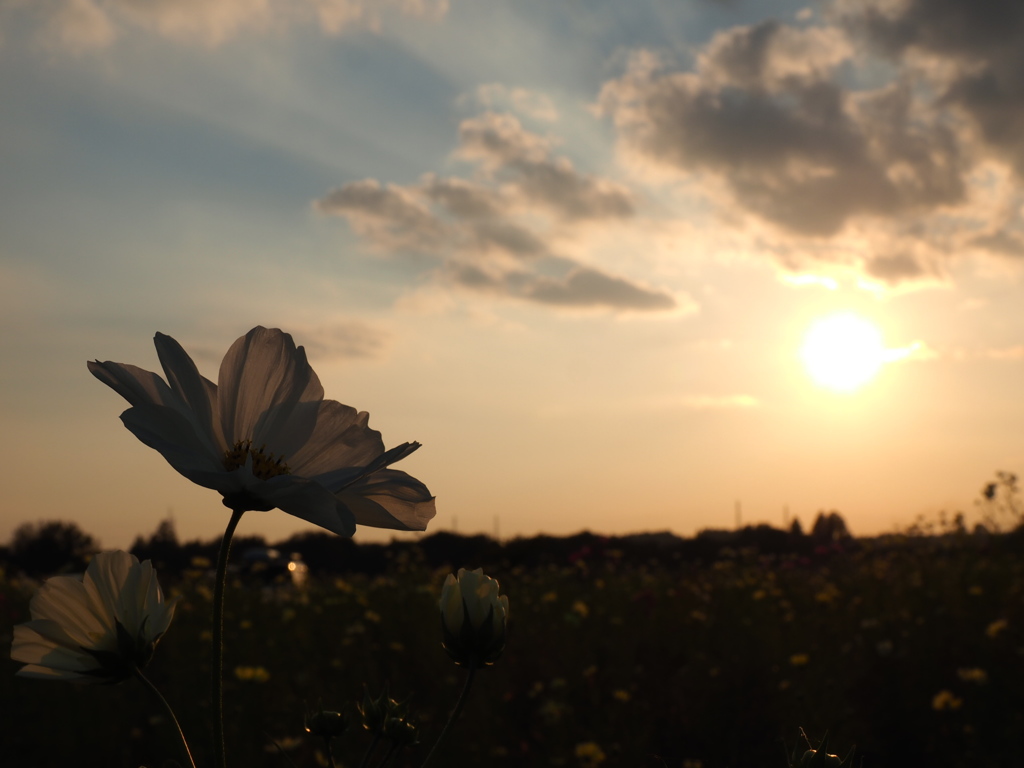 夕暮れの秋桜