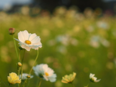 秋桜