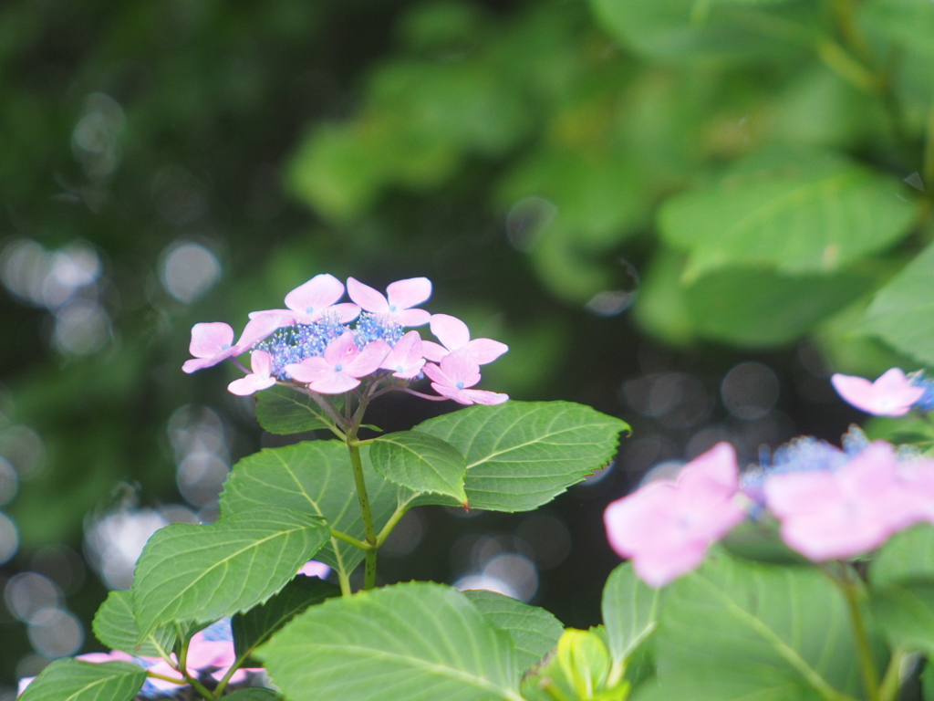 紫陽花。