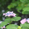 紫陽花。