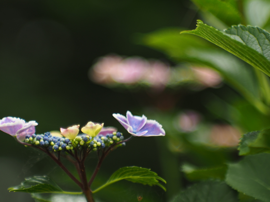 紫陽花