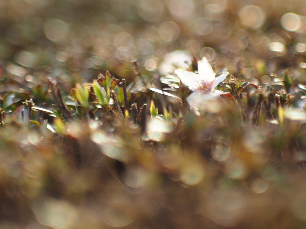 散り桜