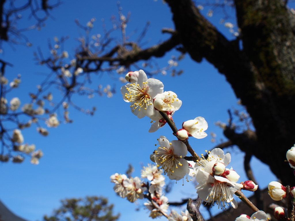 青天に向かう白梅