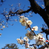 青天に向かう白梅