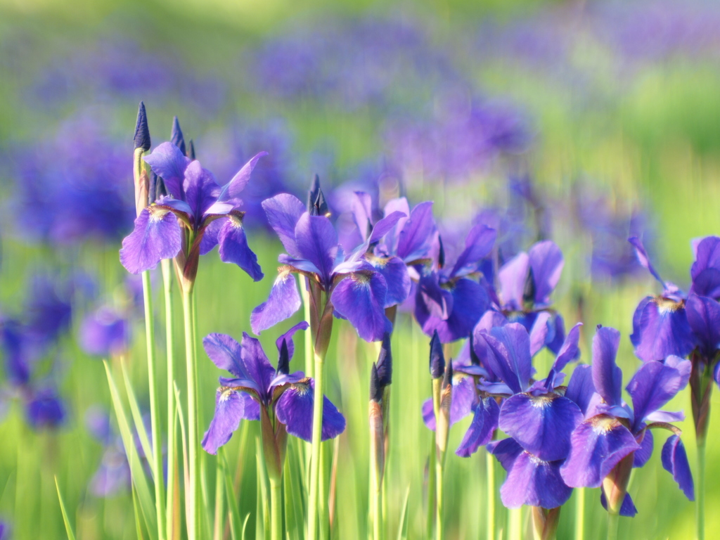 菖蒲