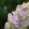 紫陽花