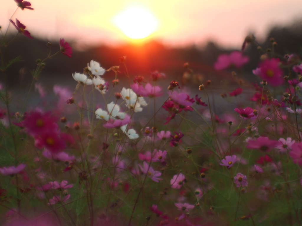 夕暮れ