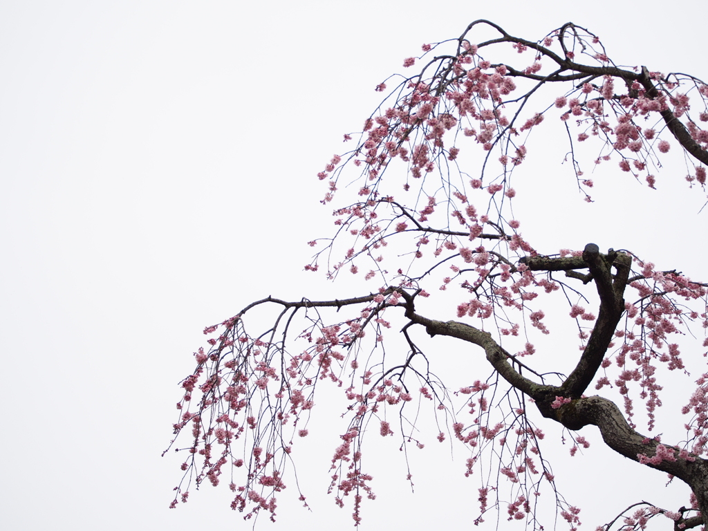 枝垂れ桜