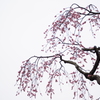 枝垂れ桜