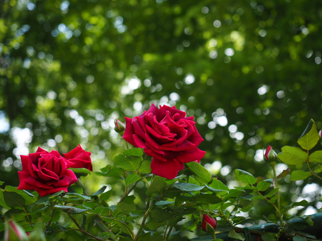 薔薇