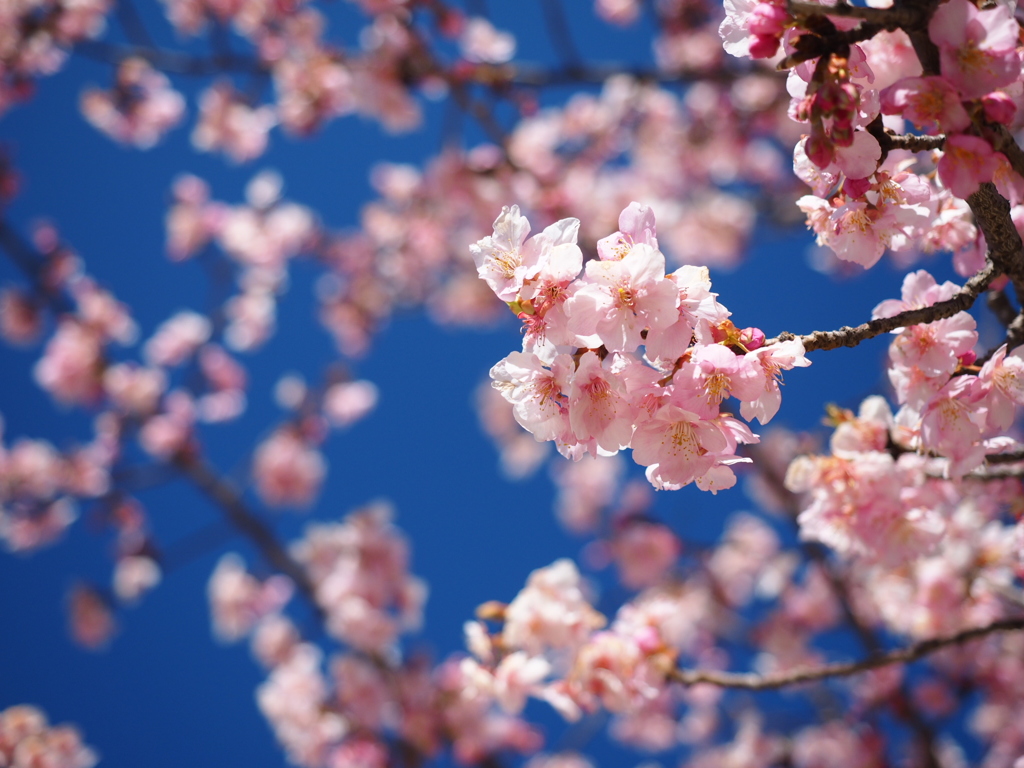 河津桜