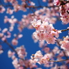 河津桜