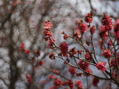 紅梅