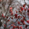 紅梅
