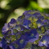 磯山神社  紫陽花