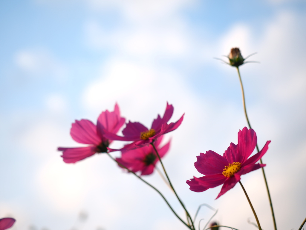 秋空と秋桜