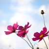 秋空と秋桜