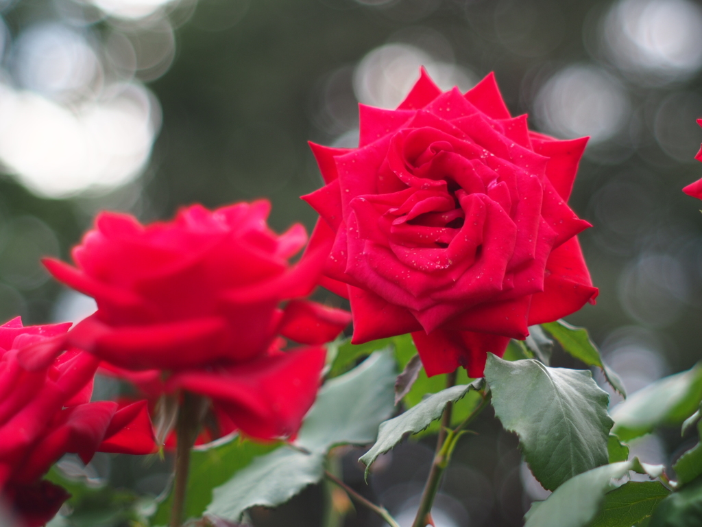 薔薇