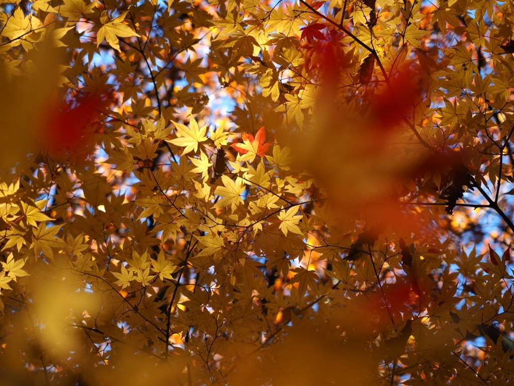 紅葉