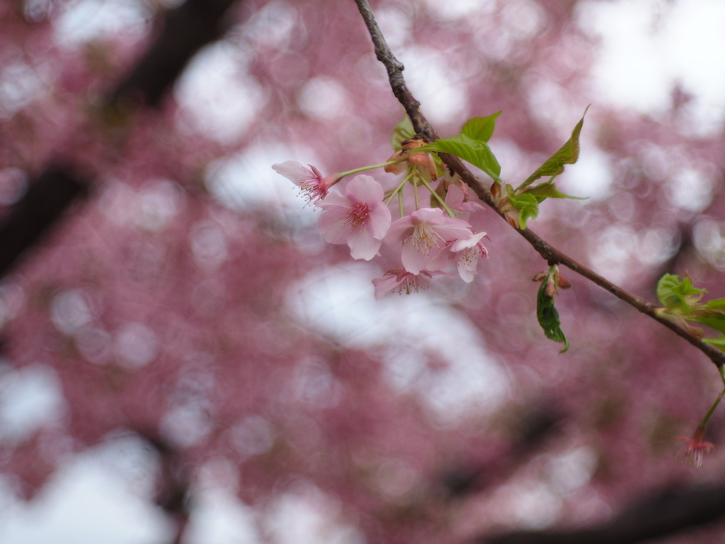 河津桜