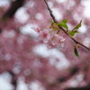 河津桜