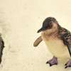 ペンギン