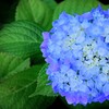 紫陽花