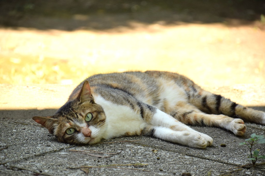 ぐてねこ