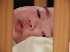 見られてる